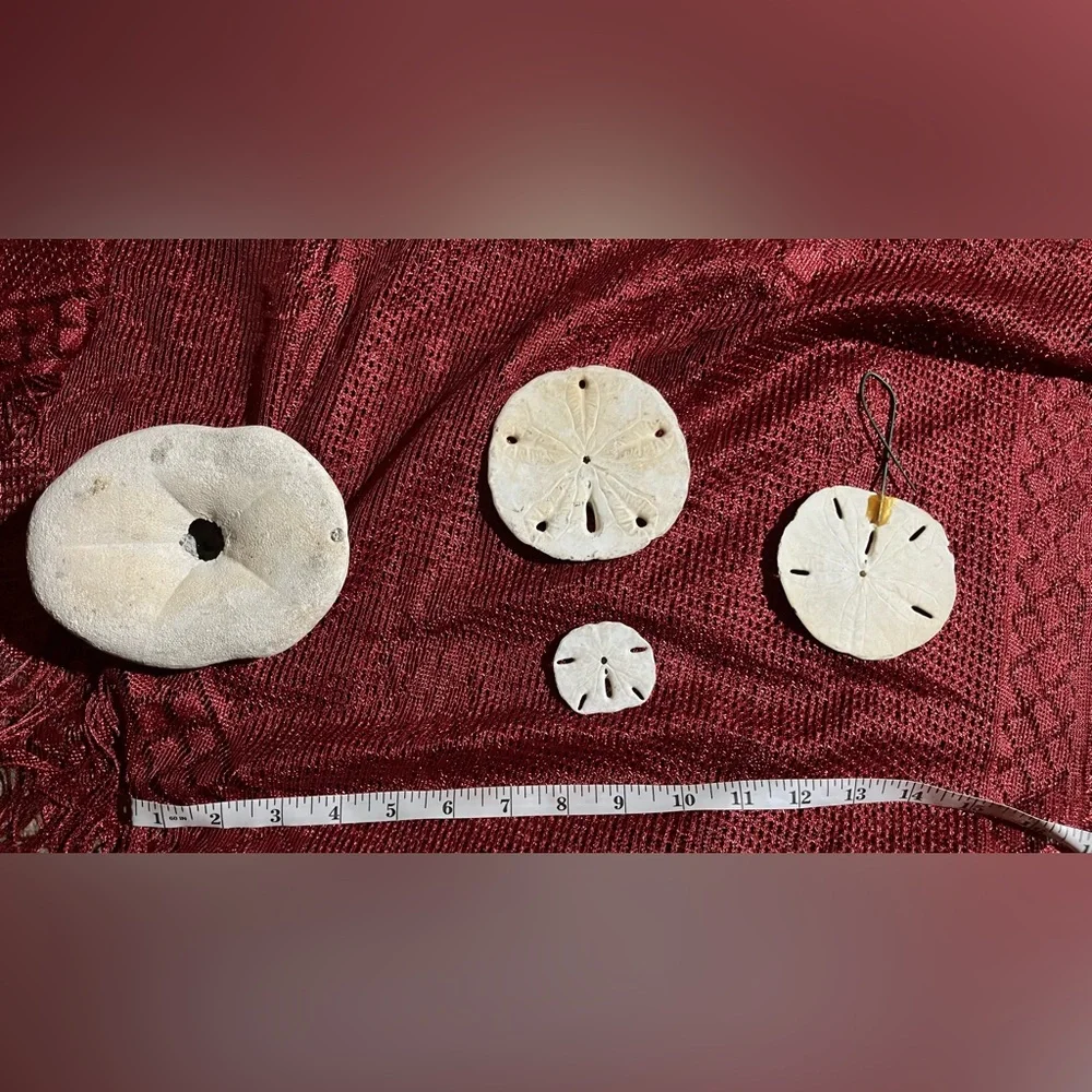 Collection of  Sand Dollars - Picture 6 of 10